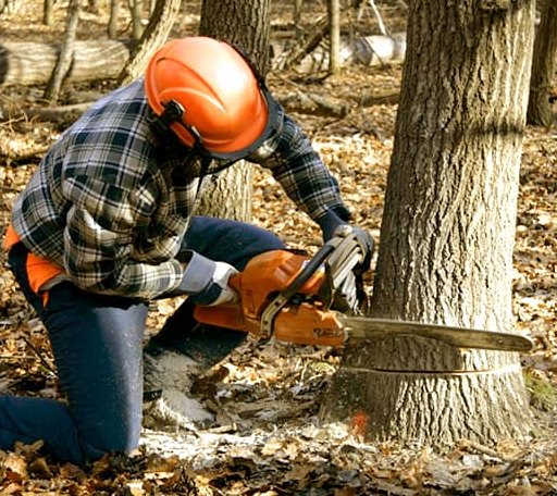 Tree Removal in Stonefort, IL